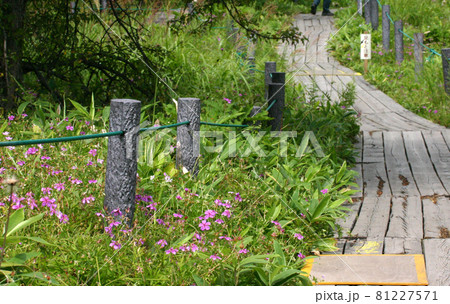 アサマフウロ アサマフウロ 81227571