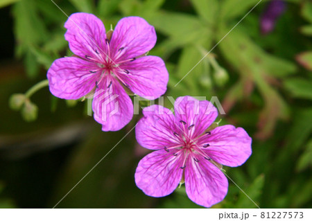 アサマフウロ アサマフウロ 81227573