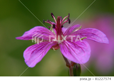 アサマフウロ アサマフウロ 81227574