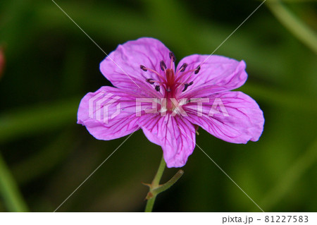 アサマフウロ 81227583