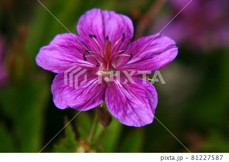 アサマフウロ 81227587