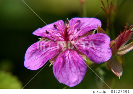 アサマフウロ 81227591