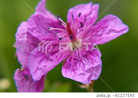 アサマフウロ 81227593