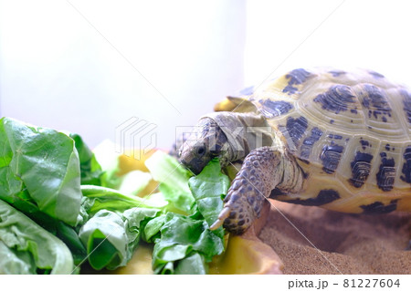 リクガメの食事3（野菜） 81227604
