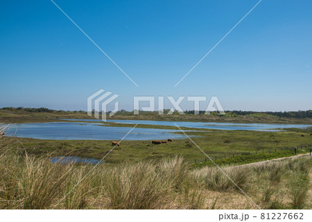 Den Helder, the Netherlands. July 2021. The dune landscape and the coast of North Holland. Den Helder, the Netherlands. July 2021. The dune landscape and the coast of North Holland. 81227662