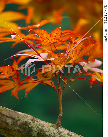 秋を彩る紅のもみじ 秋を彩る紅のもみじ 81227779