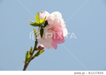 二色の花　花桃 81227830