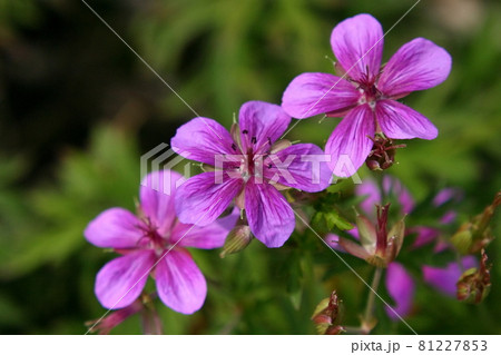 アサマフウロ アサマフウロ 81227853