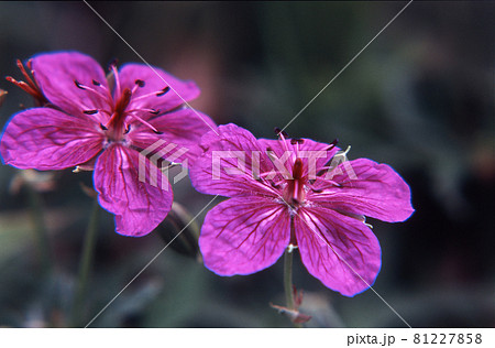 アサマフウロ 81227858