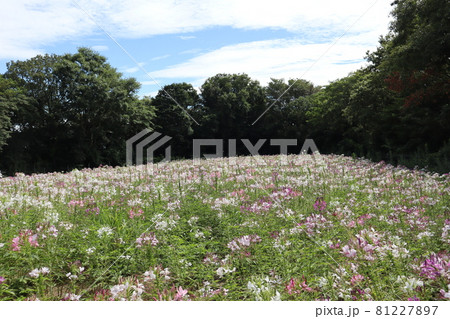 緑の樹々に囲まれたセイヨウフウチョウソウの花畑と白い雲と青空 緑の樹々に囲まれたセイヨウフウチョウソウの花畑と白い雲と青空 81227897