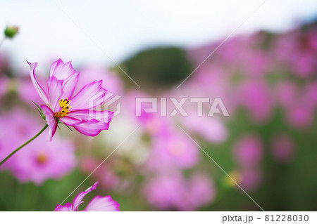 秋晴れの空の下、咲き揃う秋を代表する花コスモス 秋晴れの空の下、咲き揃う秋を代表する花コスモス 81228030