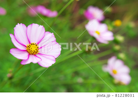 秋晴れの空の下、咲き揃う秋を代表する花コスモス 秋晴れの空の下、咲き揃う秋を代表する花コスモス 81228031