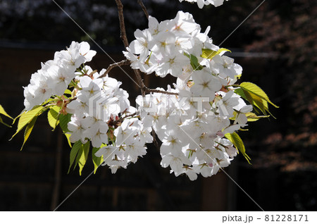 桜の花 桜の花 81228171