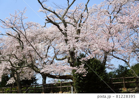 七谷川の桜の写真素材