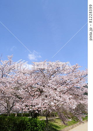 七谷川の桜の写真素材