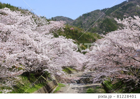 七谷川の桜の写真素材