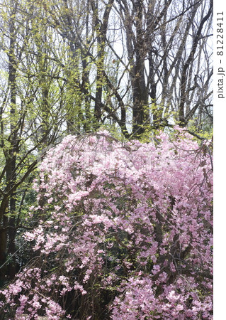 七谷川の枝垂れ桜 81228411