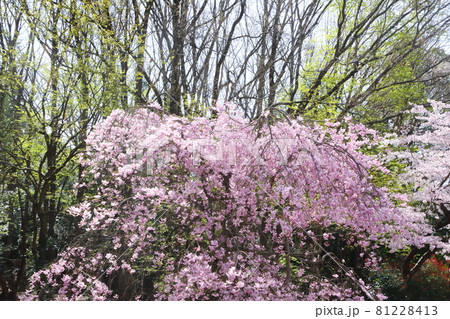 七谷川の枝垂れ桜 七谷川の枝垂れ桜 81228413