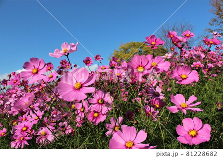 爽やかな青空と濃いピンク色のコスモス 81228682