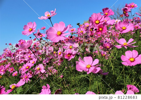 濃いピンク色の花が群生する秋桜畑 濃いピンク色の花が群生する秋桜畑 81228683