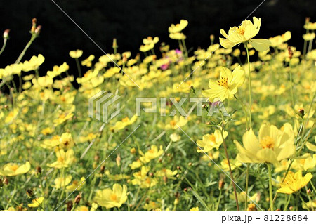 花の丘で見つけたキバナコスモスの群生 花の丘で見つけたキバナコスモスの群生 81228684