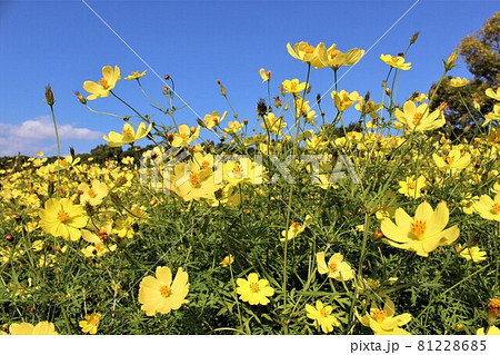 色鮮やかなキバナコスモスと青空のコラボ 色鮮やかなキバナコスモスと青空のコラボ 81228685