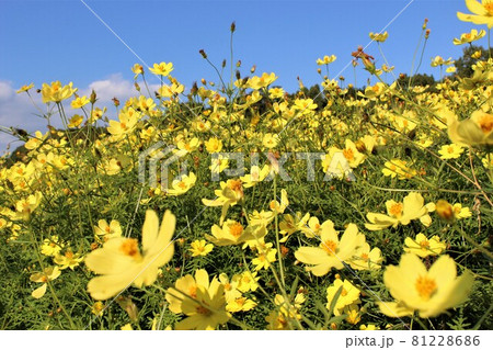 青空にキバナコスモスの花がマッチング 81228686