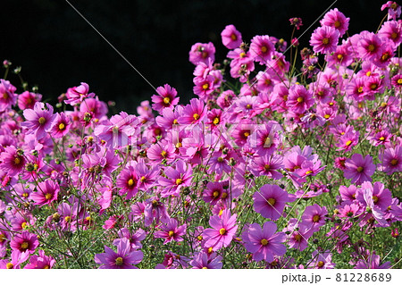 群生のコスモスの花が一際鮮やか 群生のコスモスの花が一際鮮やか 81228689