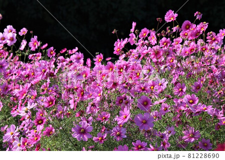 太陽光が優しくコスモスの花を包み込む 太陽光が優しくコスモスの花を包み込む 81228690