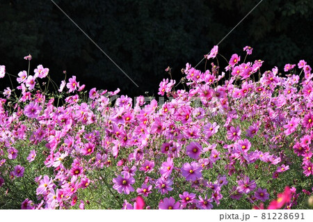 万博公園の花の丘に咲くコスモスの花の写真素材