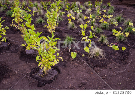 Landscaping. A lined plot of land for planting ornamental plants. Landscaping. A lined plot of land for planting ornamental plants. 81228730