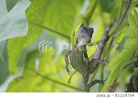 green snake eats a lizard 81228794