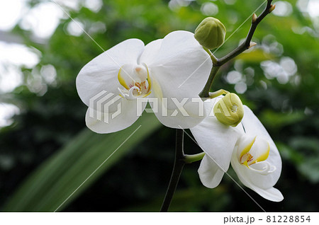白い蘭の花の写真素材
