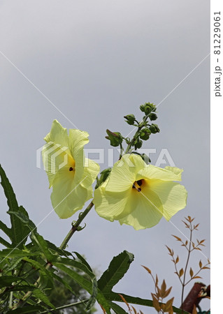 トロロアオイ トロロアオイ 81229061