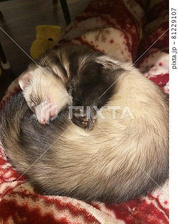 ひざの上で寝るフェレット 81229107