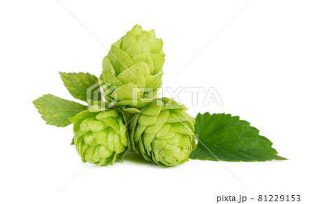 Fresh green hops branch, isolated on a white background. Hop cones with leaf. Organic hop flowers. Close up. Fresh green hops branch, isolated on a white background. Hop cones with leaf. Organic hop flowers. Close up. 81229153