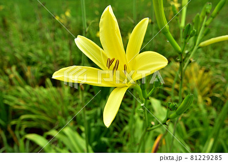 ユウスゲ　キスゲ　レモンイエローの花　一日花 81229285