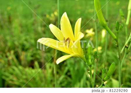 ユウスゲ キスゲ レモンイエローの花 一日花の写真素材