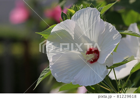 アメリカ芙蓉 アメリカ芙蓉 81229618