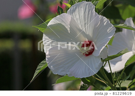 アメリカ芙蓉 アメリカ芙蓉 81229619