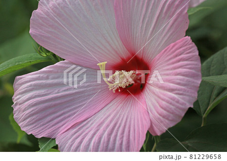 アメリカ芙蓉 81229658