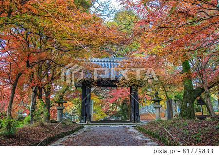 秋月の紅葉 秋月の紅葉 81229833