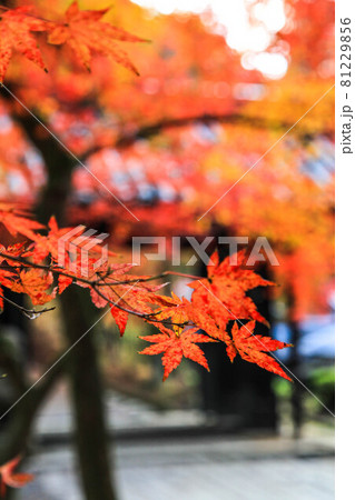 秋月の紅葉 秋月の紅葉 81229856