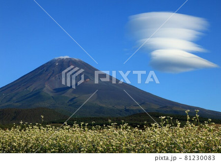富士山　そば畑上空にシャープ感ある吊るし雲 81230083