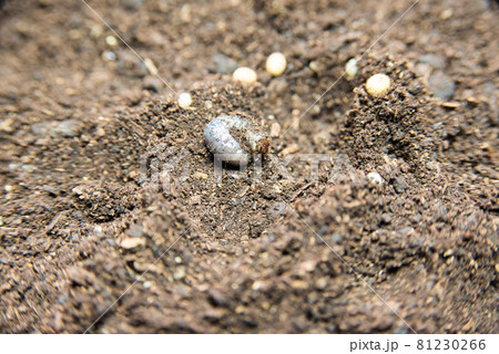 カブト虫の卵と幼虫 81230266