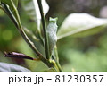 アゲハの蛹(さなぎ) 81230357