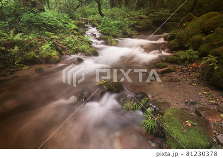 伯耆大山山麓のブナの森を流れる清流　鳥取県江府町木谷沢渓流 81230378
