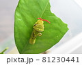 クロアゲハの臭覚 81230441