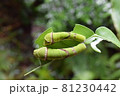 クロアゲハの終齢幼虫 81230442