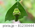 クロアゲハの幼虫（頭部・顔） 81230444